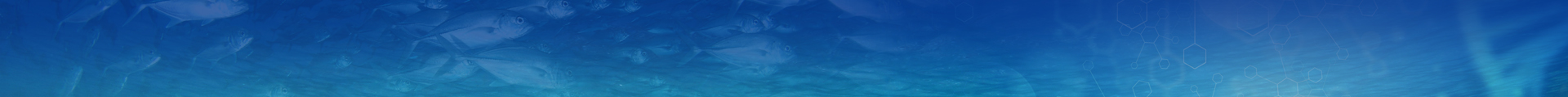 Ocean Banner