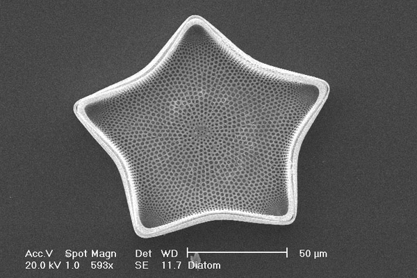 Star Shaped Diatom