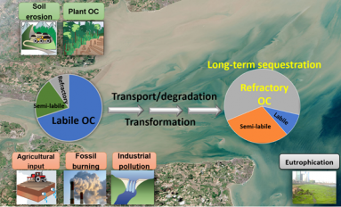 Organic Geochemistry of Estuaries and Coasts