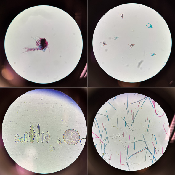 plankton samples